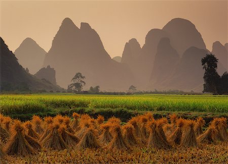 daryl benson and china - Harvested Rice Fields at Sunset Near Yangshuo, Guangxi Region China Stock Photo - Rights-Managed, Code: 700-00079856
