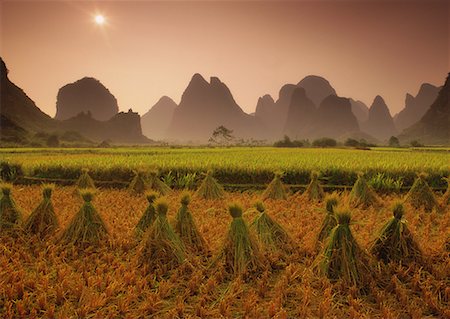 simsearch:862-06676225,k - Champs de riz récolté au coucher du soleil près de Yangshuo, Chine région du Guangxi Photographie de stock - Rights-Managed, Code: 700-00079857