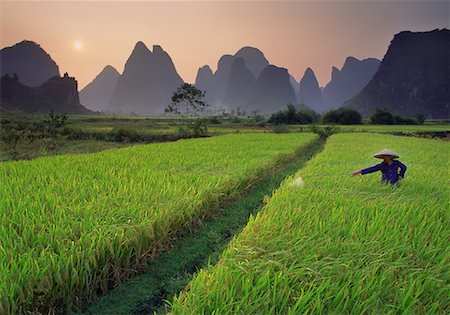 daryl benson china - Farmer Spraying Rice Field Near Yangshuo, Guangxi Region China Stock Photo - Rights-Managed, Code: 700-00079851