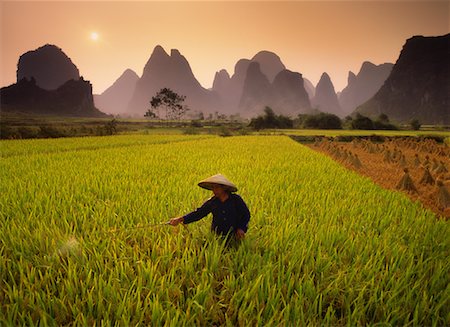 daryl benson china - Farmer Spraying Rice Field Near Yangshuo, Guangxi Region China Stock Photo - Rights-Managed, Code: 700-00079852
