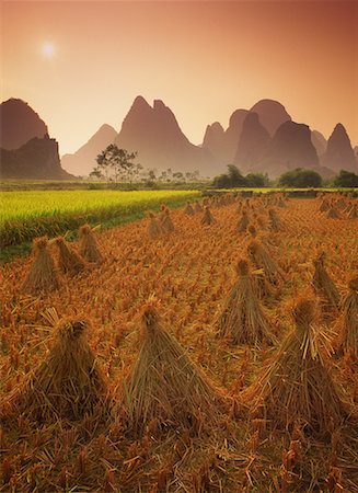 simsearch:700-06119546,k - Champ de riz récolté au coucher du soleil près de Yangshuo, Chine région du Guangxi Photographie de stock - Rights-Managed, Code: 700-00079853