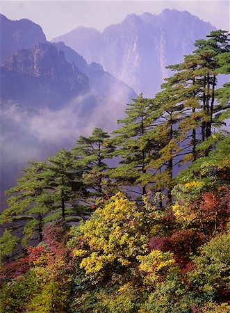 Montagnes de Huangshan, arbres et brume la Province d'Anhui, Chine Photographie de stock - Rights-Managed, Code: 700-00079862