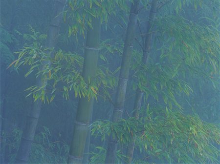 daryl benson china - Bamboo in Fog Near Longsheng, Guangxi Province China Stock Photo - Rights-Managed, Code: 700-00079878