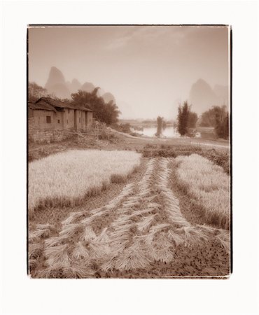 simsearch:700-00079847,k - Rice Field in Harvest Near Yangshuo, Guangxi Province China Stock Photo - Rights-Managed, Code: 700-00079880