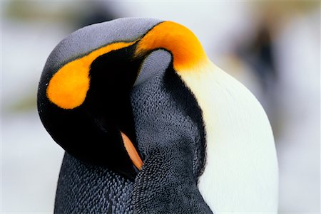 King Penguin, Gold Harbour South Georgia Island Antarctica Stock Photo - Rights-Managed, Code: 700-00070377