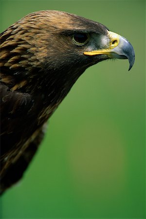 eagle closeup face - Profile of Golden Eagle Stock Photo - Rights-Managed, Code: 700-00070379