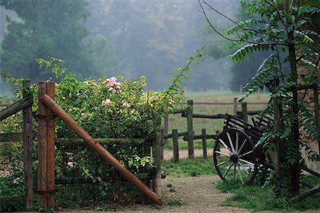 Chariot en bois près de clôture avec la fleur buissons Versailles, France Photographie de stock - Rights-Managed, Code: 700-00070928