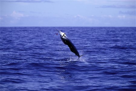 simsearch:700-00591725,k - Blue Marlin Jumping Out of Water Bahamas Fotografie stock - Rights-Managed, Codice: 700-00071430