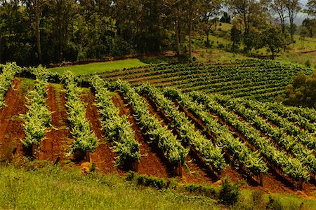 Overview of Vineyards, The Hunter Region, New South Wales Australia Foto de stock - Con derechos protegidos, Código: 700-00071445