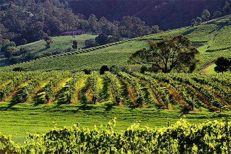 Overview of Vineyards, The Hunter Region, New South Wales Australia Foto de stock - Con derechos protegidos, Código: 700-00071446