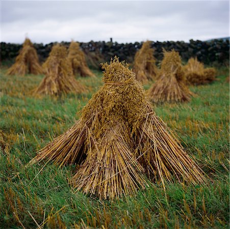 Haystacks in Field County Antrim, Northern Ireland Fotografie stock - Rights-Managed, Codice: 700-00071651