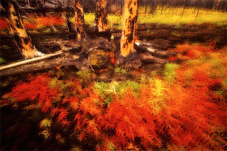 Blackened Trees and New Growth From Forest Fire Burn Yukon Territory, Canada Foto de stock - Con derechos protegidos, Código: 700-00072305