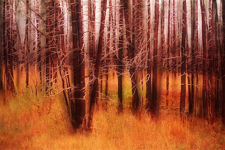 Blackened Trees from Forest Fire Burn, Yukon Territory, Canada Foto de stock - Con derechos protegidos, Código: 700-00072302