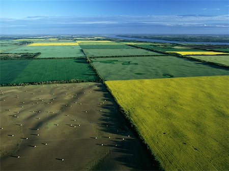 Aerial View du Canola et des champs de luzerne, près de Russell, Manitoba Canada Photographie de stock - Rights-Managed, Code: 700-00073163