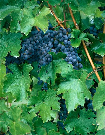 Close-Up of Grapes on Vine Ontario, Canada Foto de stock - Con derechos protegidos, Código: 700-00073308