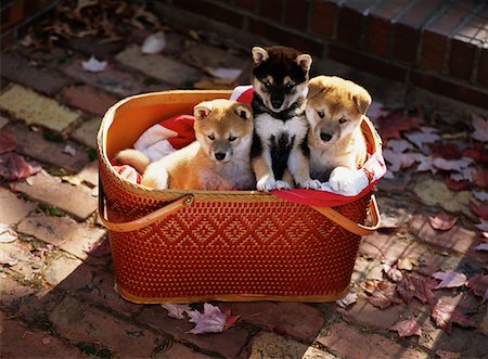 Trois chiots Inu Shiba dans le panier sur la promenade en automne Photographie de stock - Rights-Managed, Code: 700-00073411