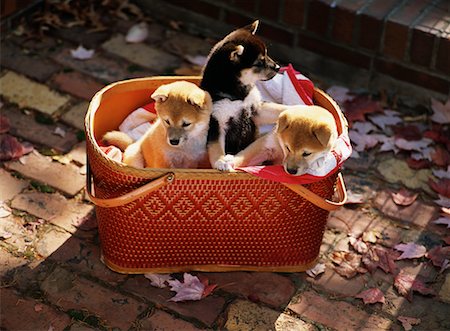 Three Shiba Inu Puppies in Basket On Walkway in Autumn Fotografie stock - Rights-Managed, Codice: 700-00073412