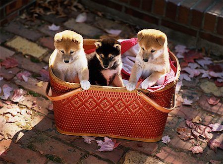 Trois chiots Inu Shiba dans le panier sur la promenade en automne Photographie de stock - Rights-Managed, Code: 700-00073413