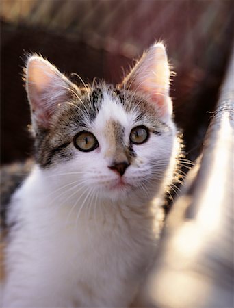 simsearch:700-05389498,k - Portrait of Kitten Foto de stock - Con derechos protegidos, Código: 700-00073424