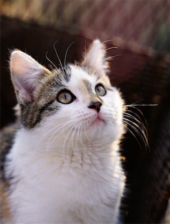 simsearch:700-05389498,k - Portrait of Kitten Foto de stock - Con derechos protegidos, Código: 700-00073423