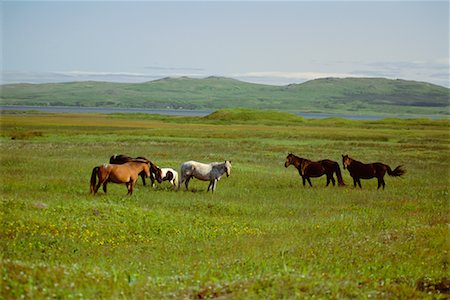 simsearch:841-07540724,k - Horses in Field St.-Pierre and Miquelon French Territory Stock Photo - Rights-Managed, Code: 700-00073702