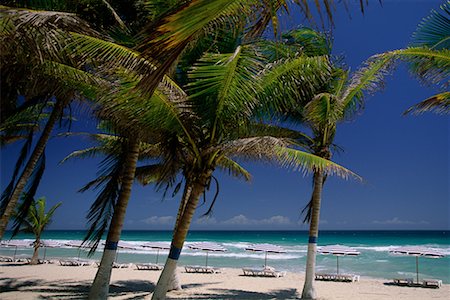 Palm Trees and Deck Chairs with Umbrellas on Beach Margarita Island, Venezuela Stock Photo - Rights-Managed, Code: 700-00073714