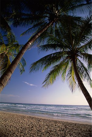 View of Palm Trees, Beach and Ocean, Margarita Island Venezuela Stock Photo - Rights-Managed, Code: 700-00073710