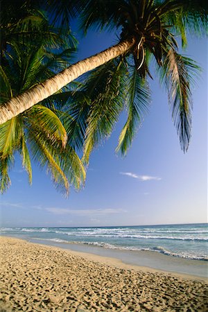 Vue des palmiers, plage et l'océan, l'île Margarita Venezuela Photographie de stock - Rights-Managed, Code: 700-00073711