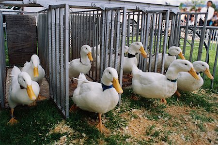 Racing Ducks Pacific National Exhibition British Columbia, Canada Stock Photo - Rights-Managed, Code: 700-00073796