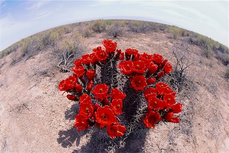 Claret Cup Cactus Flowers White Sands National Monument New Mexico, USA Stock Photo - Rights-Managed, Code: 700-00073976