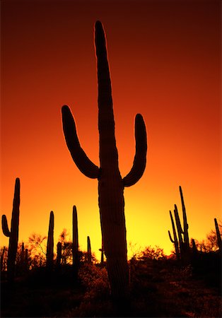 desert sunset landscape cactus - Saguaro Cactus at Sunset Organ Pipe Cactus National Monument, Arizona, USA Stock Photo - Rights-Managed, Code: 700-00073987
