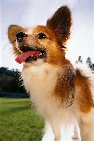 simsearch:693-03303306,k - Portrait of Papillon Outdoors Stock Photo - Rights-Managed, Code: 700-00084407