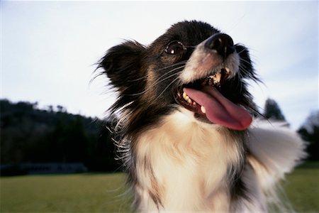 simsearch:693-03303306,k - Portrait of Papillon Outdoors Stock Photo - Rights-Managed, Code: 700-00084409
