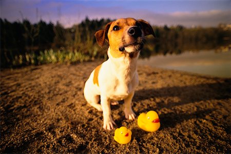 Portrait de Jack Russell Terrier avec canards en caoutchouc à l'extérieur Photographie de stock - Rights-Managed, Code: 700-00084400