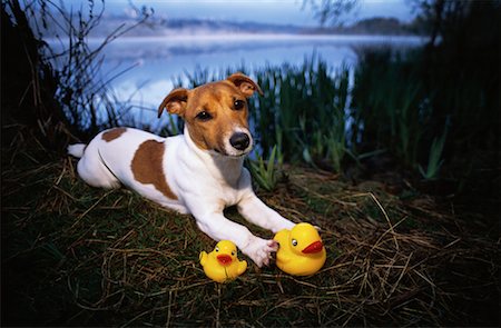 simsearch:700-00429761,k - Portrait of Jack Russell Terrier With Rubber Ducks Outdoors Fotografie stock - Rights-Managed, Codice: 700-00084401