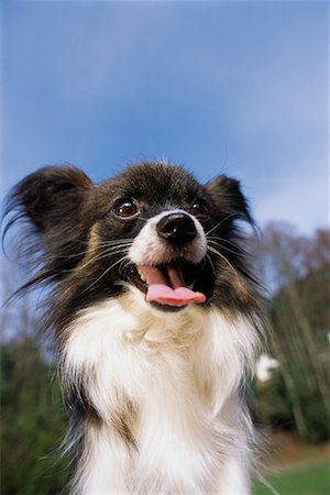 simsearch:693-03303306,k - Portrait of Papillon Outdoors Stock Photo - Rights-Managed, Code: 700-00084410