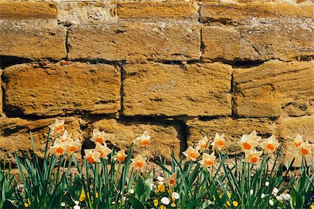Close-Up of Wall and Daffodils Normandy, France Foto de stock - Con derechos protegidos, Código: 700-00084562