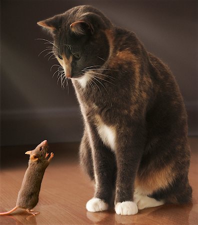 ratón (animal) - Cat and Mouse Foto de stock - Con derechos protegidos, Código: 700-00085280