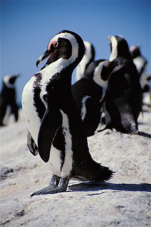 Penguins Boulders Bay, South Africa Stock Photo - Rights-Managed, Code: 700-00085730