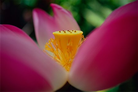 simsearch:700-02798076,k - Close-Up of Lotus Flower Stock Photo - Rights-Managed, Code: 700-00085809