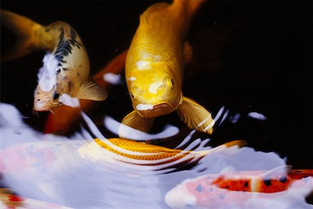 simsearch:700-00170478,k - Poissons Koi Pond Bali, Indonésie Photographie de stock - Rights-Managed, Code: 700-00085810
