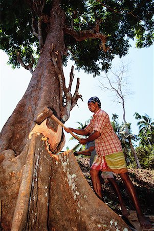 simsearch:700-00085887,k - Mann hacken Paduak Baum Andamanen, Indien Stockbilder - Lizenzpflichtiges, Bildnummer: 700-00085870