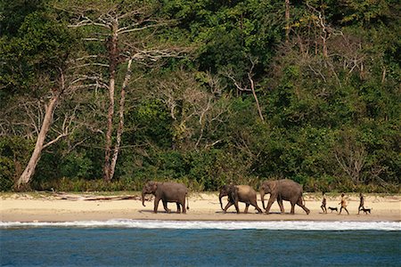 simsearch:700-02156705,k - Men und Elefanten Wandern am Strand bei Elephant Training Camp Andamanen, Indien Stockbilder - Lizenzpflichtiges, Bildnummer: 700-00085894