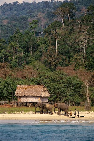 L'homme et les éléphants marchant sur la plage, îles Andaman, Inde Photographie de stock - Rights-Managed, Code: 700-00085895