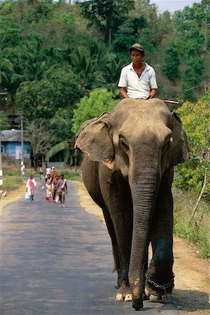 simsearch:700-02156705,k - Mann Reiten Elefanten auf Road Andamanen, Indien Stockbilder - Lizenzpflichtiges, Bildnummer: 700-00085893