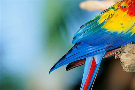 Close-Up of Macaw Stock Photo - Rights-Managed, Code: 700-00086083