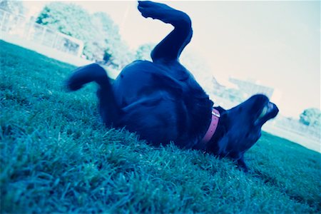 sich herumwälzen - Hund rollt auf Gras Stockbilder - Lizenzpflichtiges, Bildnummer: 700-00086361