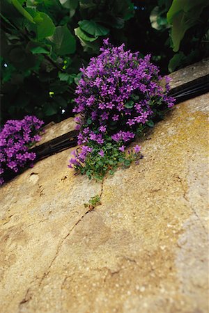 Flowers Hanging from Wall Fotografie stock - Rights-Managed, Codice: 700-00086414