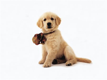 simsearch:700-00160470,k - Portrait of Golden Retriever Puppy with Bow around Neck Stock Photo - Rights-Managed, Code: 700-00086478