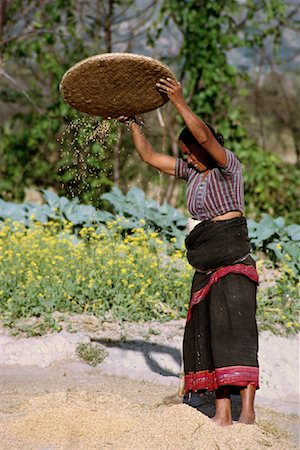 simsearch:700-01954921,k - Woman Harvesting Rice Kathmandu Valley, Nepal Foto de stock - Con derechos protegidos, Código: 700-00086640